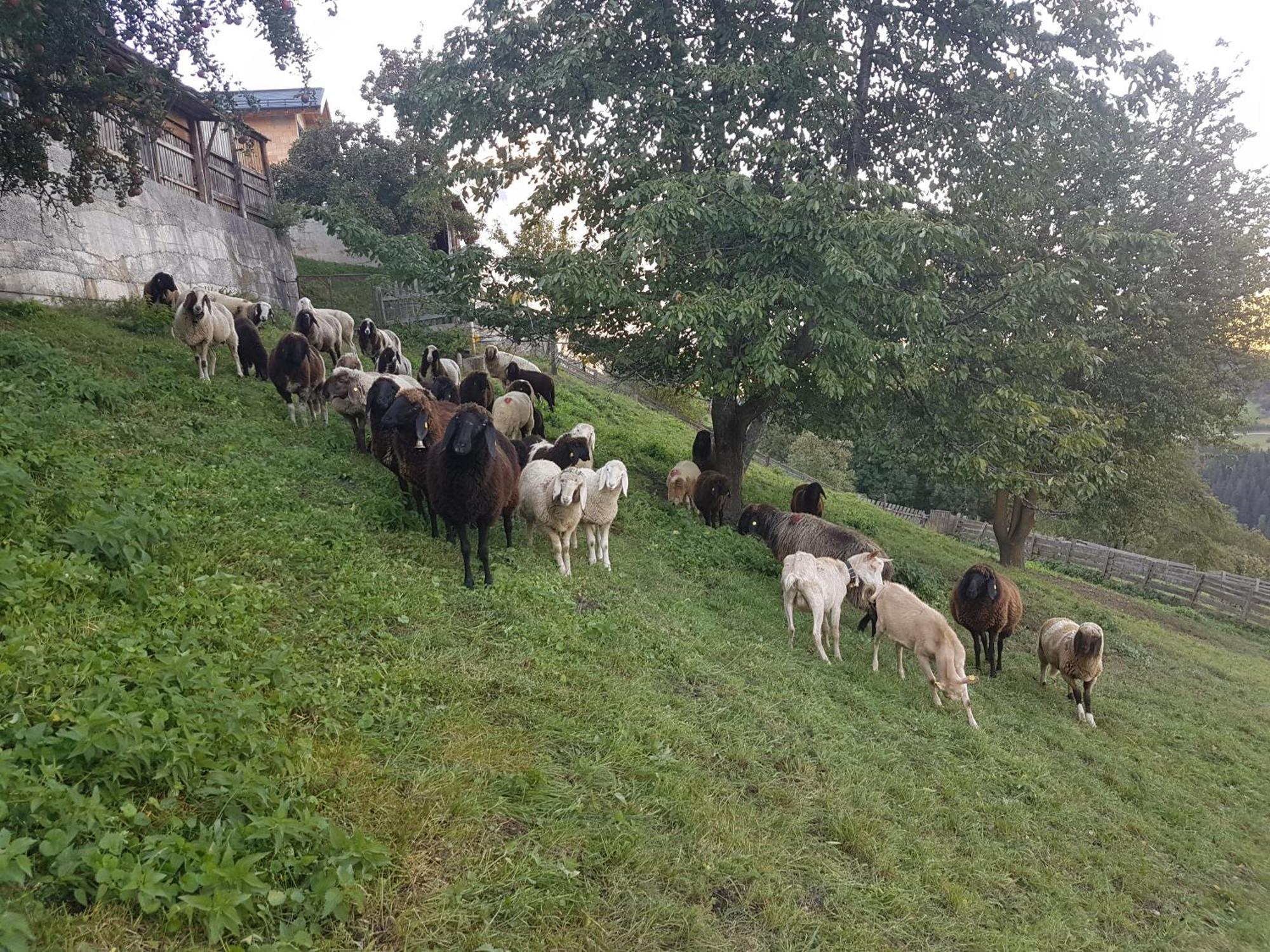 Apart Alpenzeit Arzl im Pitztal Kültér fotó